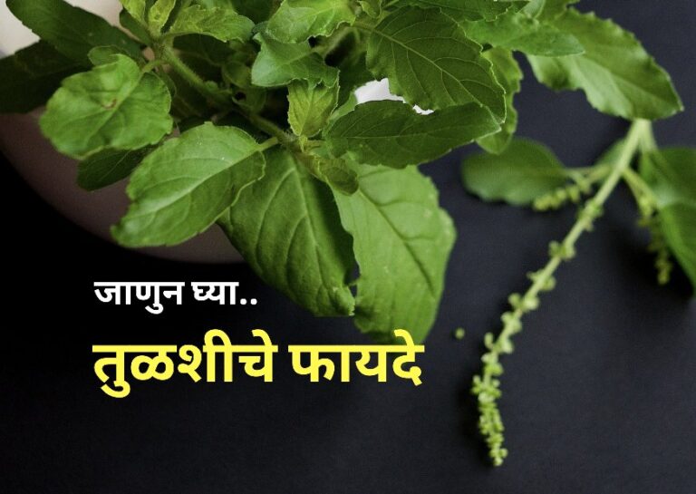 तुळशीचे फायदे | Top 12 Health Benefits of Tulsi (Basil) in Marathi